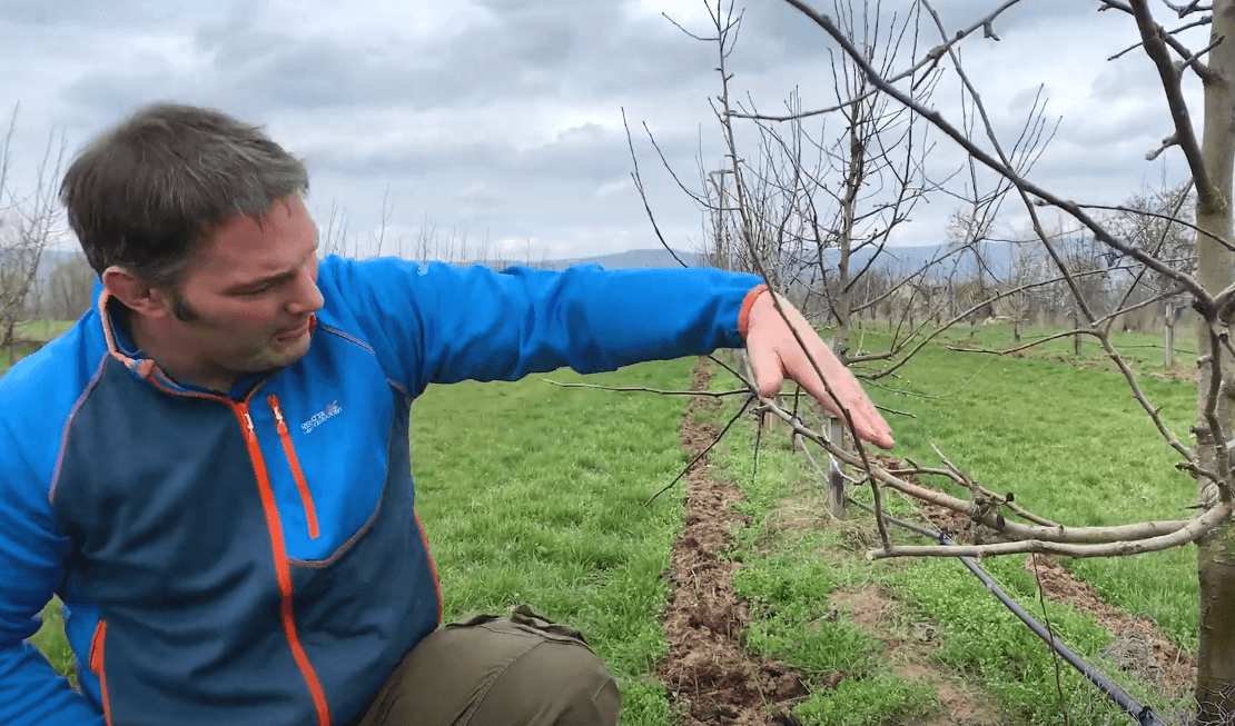 Baumschnittkurse am Ingelbaum-Feld