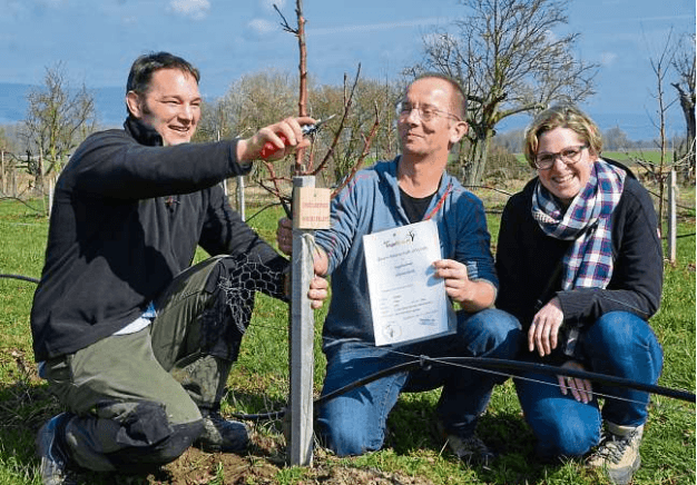 Baumschnitt am Ingelbaum-Feld
